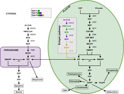 Changing biosynthesis of terpenoid percursors in rice through synthetic biology